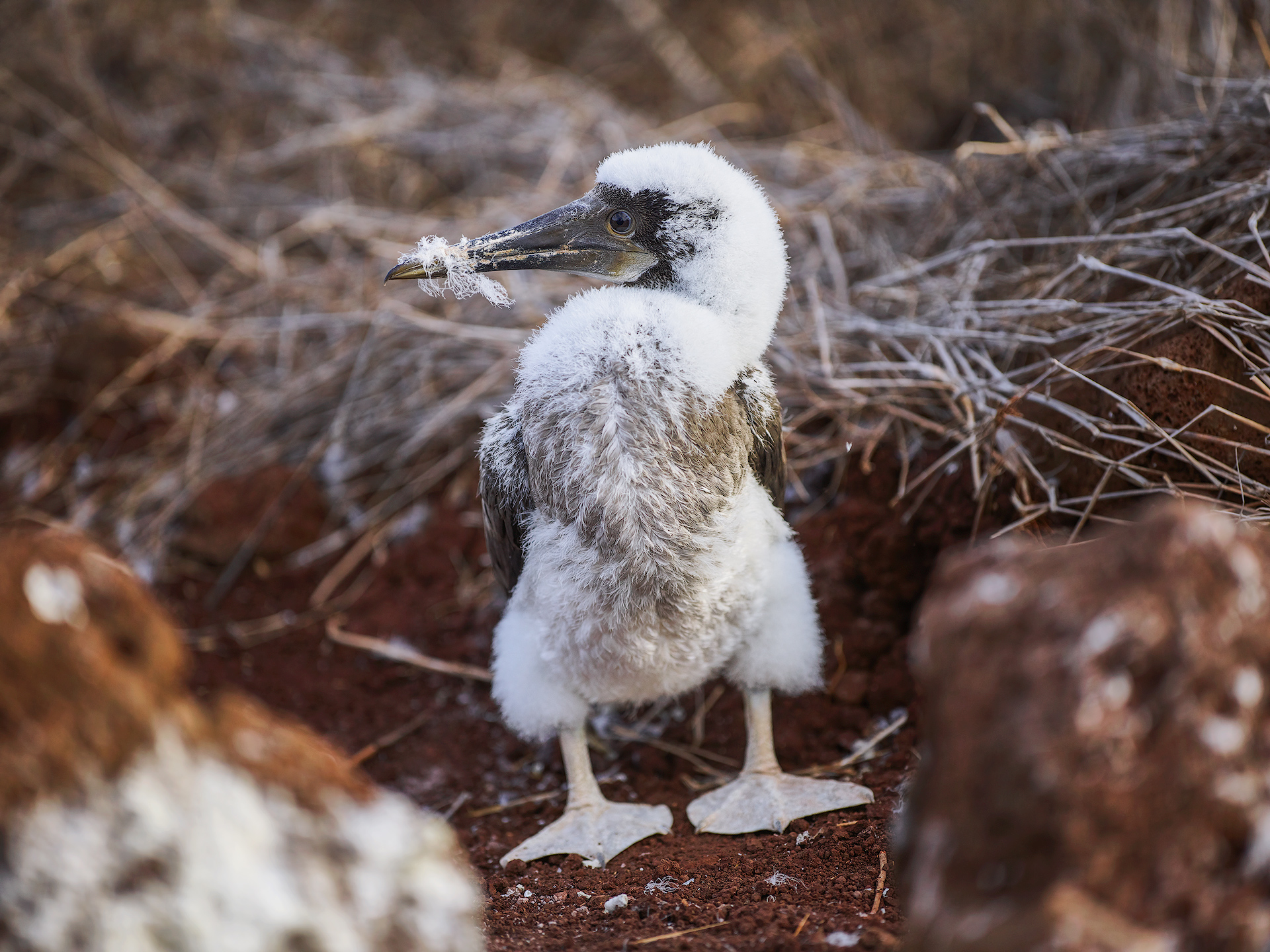 Blue Footed Chick