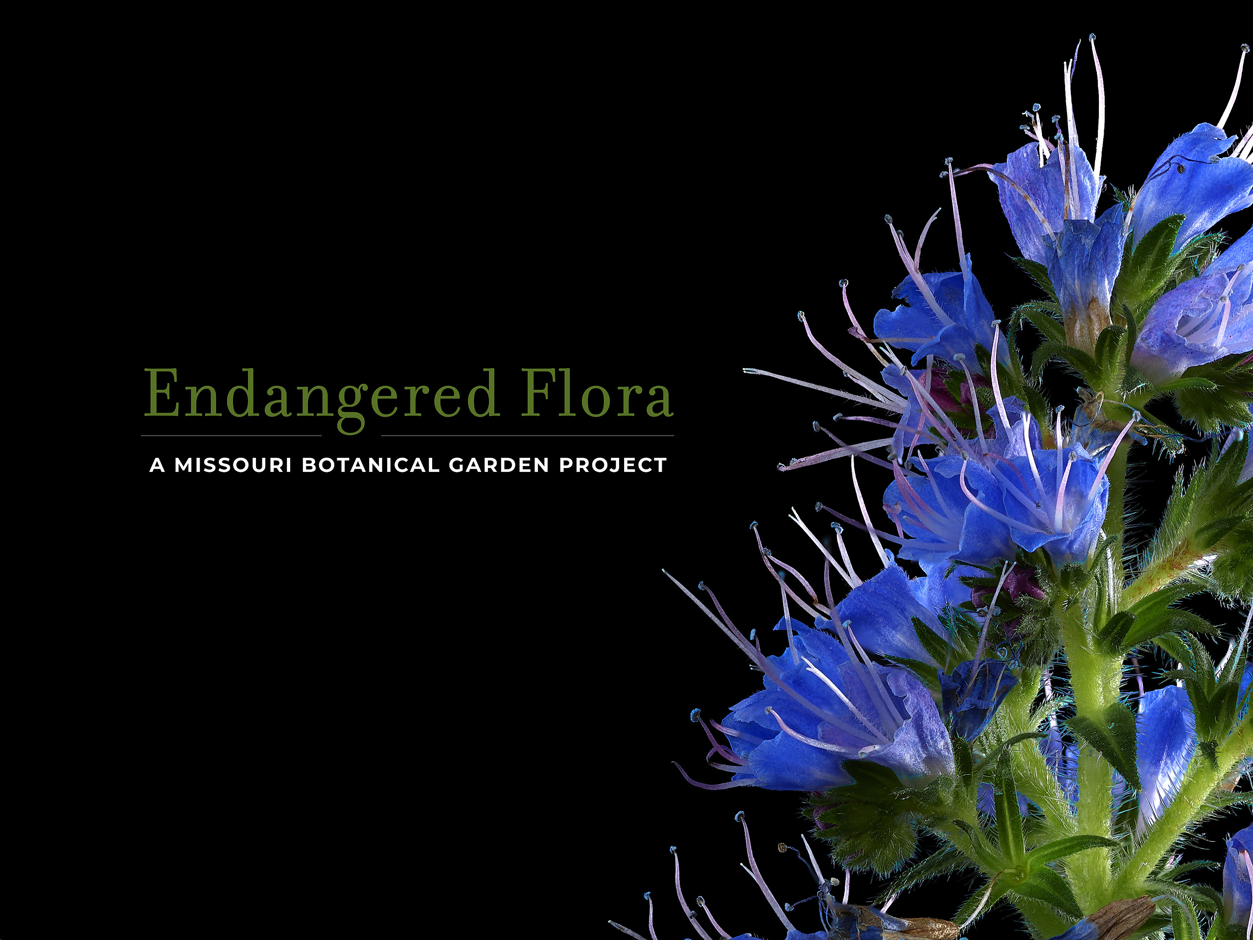 EndangeredFloraProjectStatement