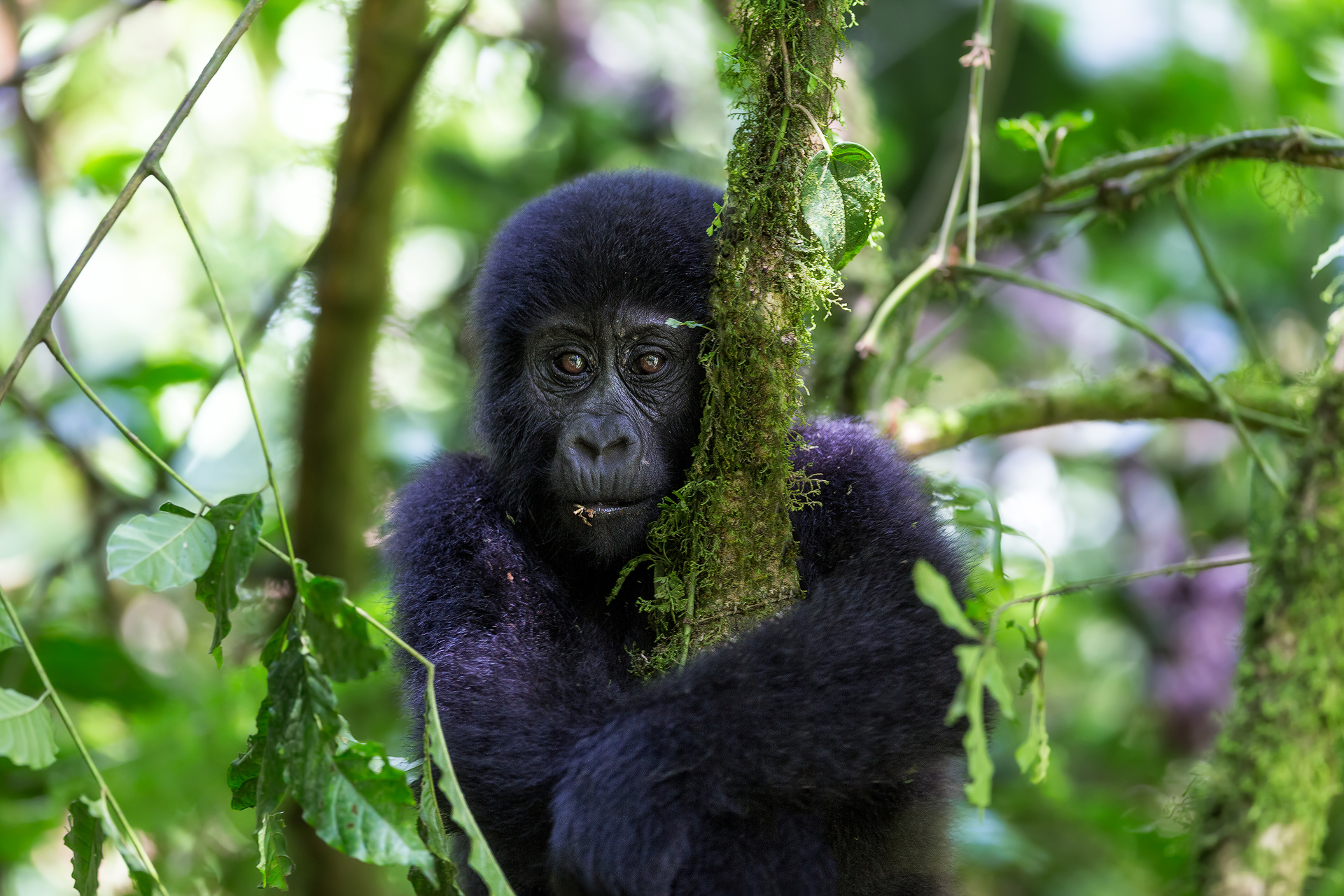Andrei Duman Mountain Gorilla, Bwindi, Uganda 01