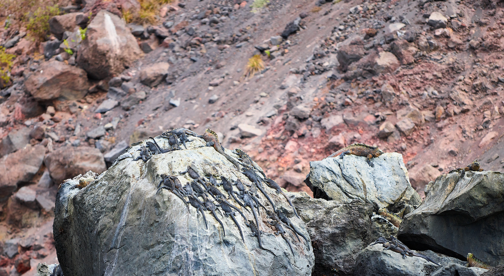 Iguana Rock