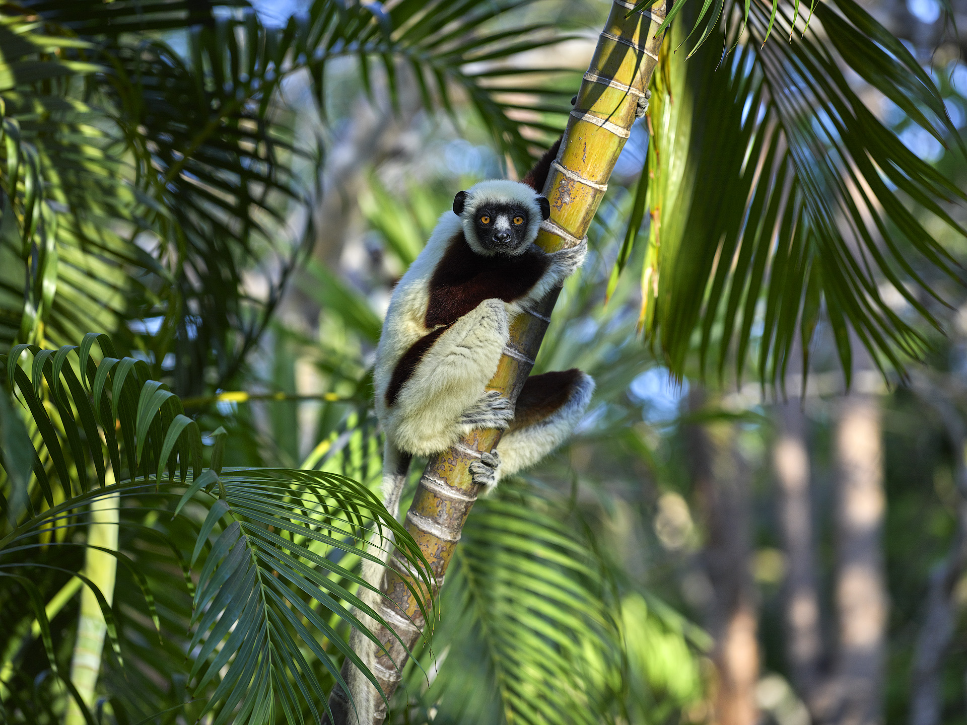 Tree Lemur
