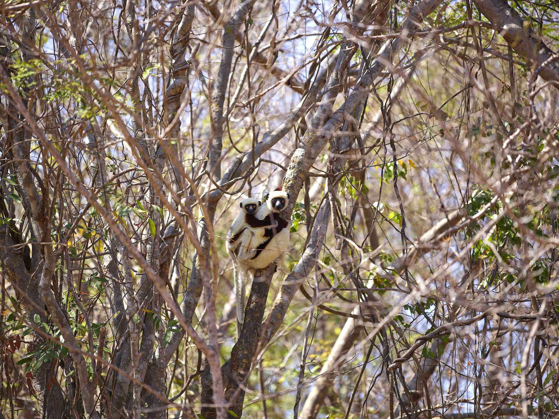 Lemurs Bush
