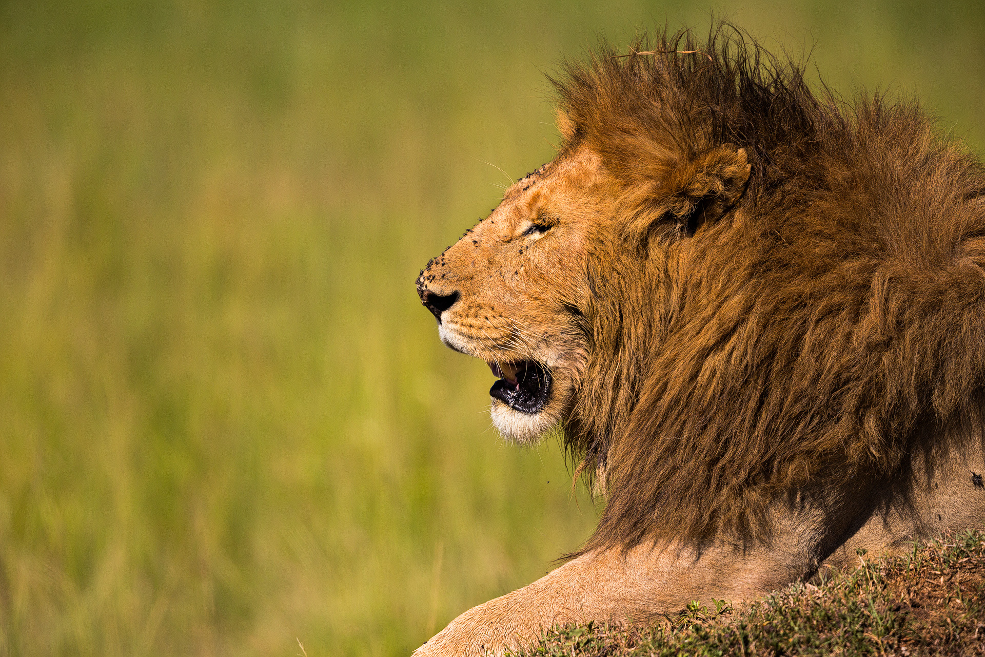 Andrei Duman Lion Maasai Mara, Kenya  05