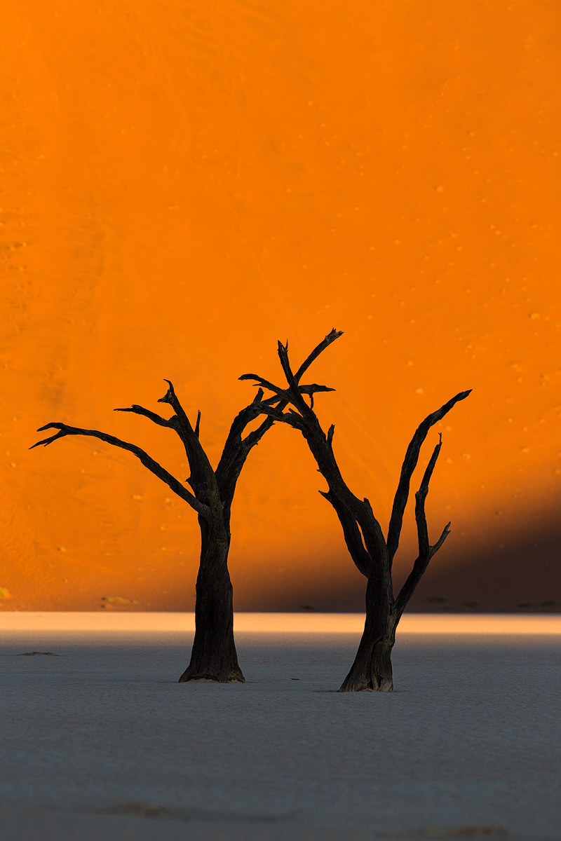 (Andrei Duman Sossusvlei, Namibia Deadvlei Tree 06)