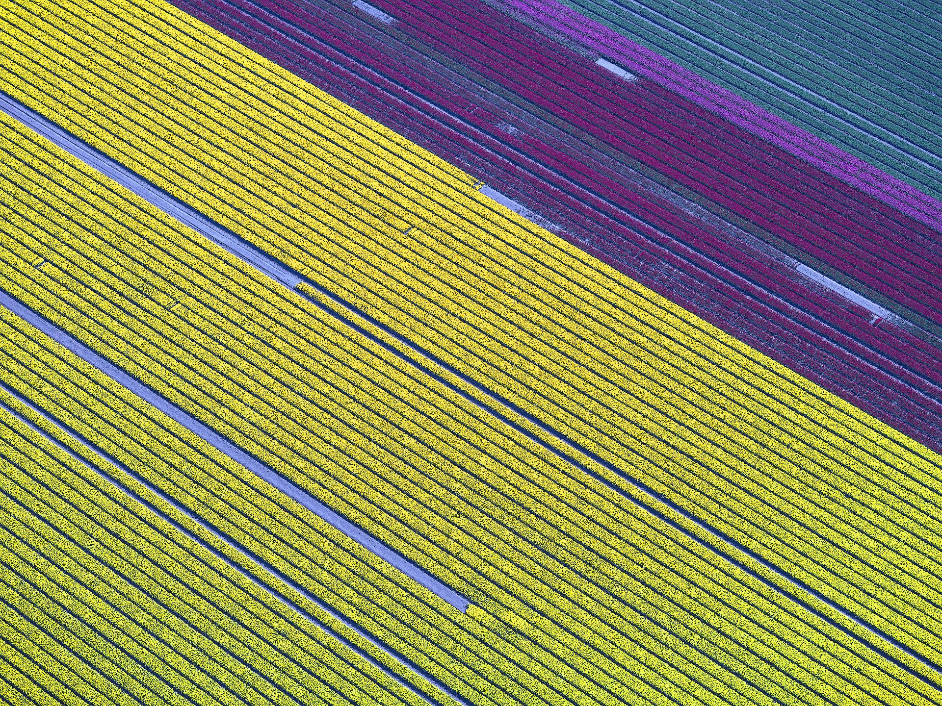 TulipsAngle