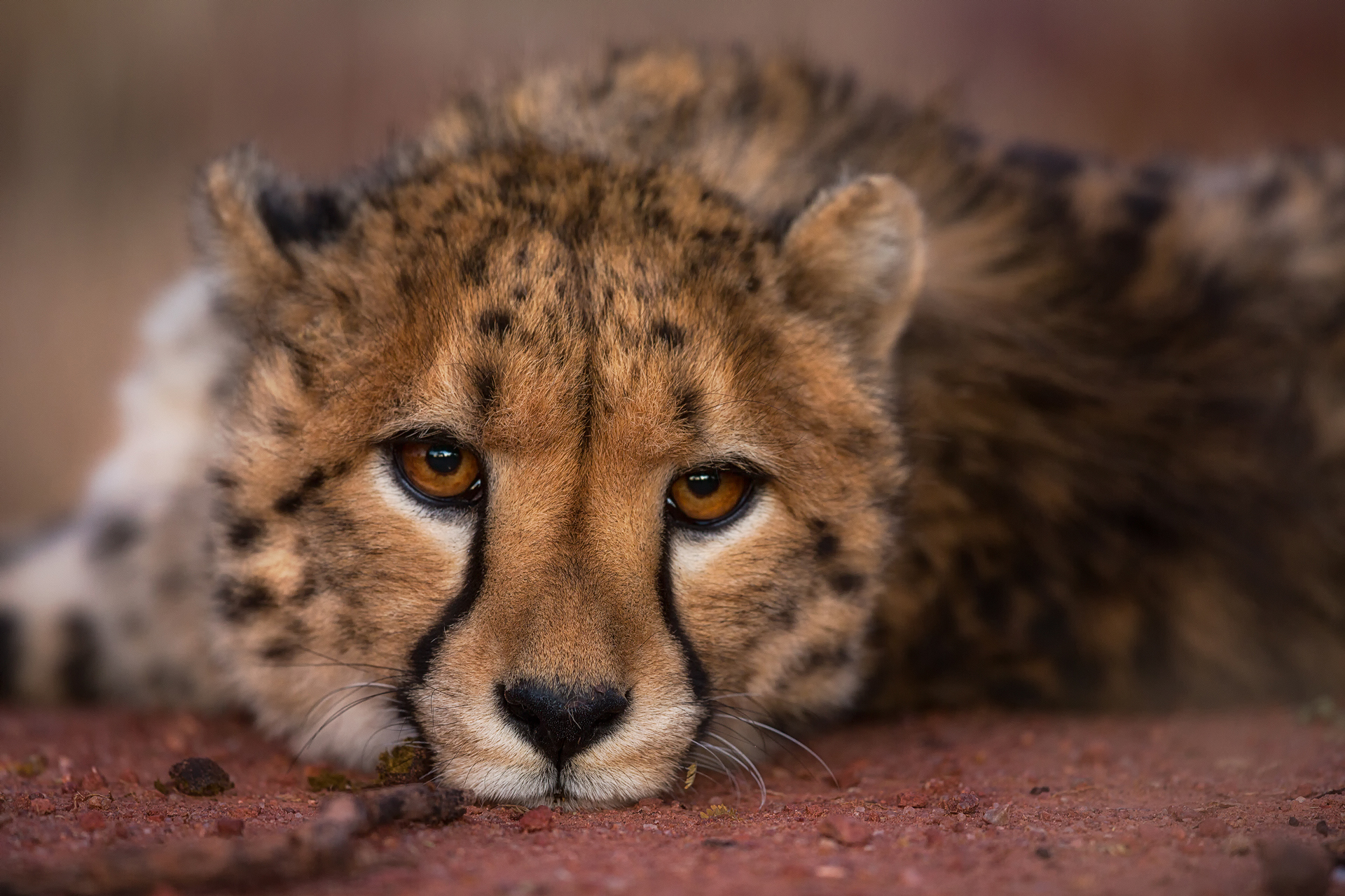 Andrei Duman Cheetah Cub Okonjima, Namibia 01