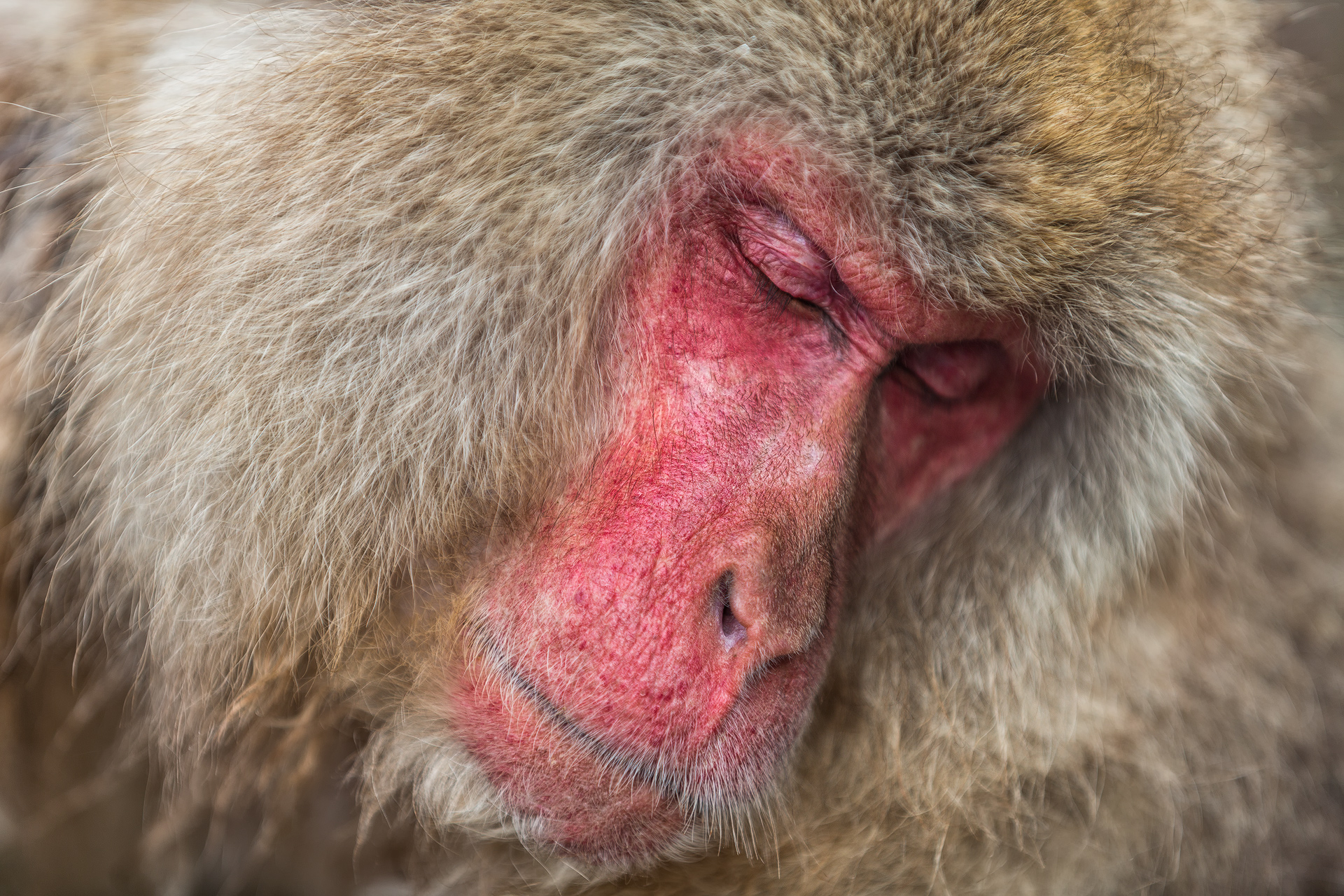 monkey1