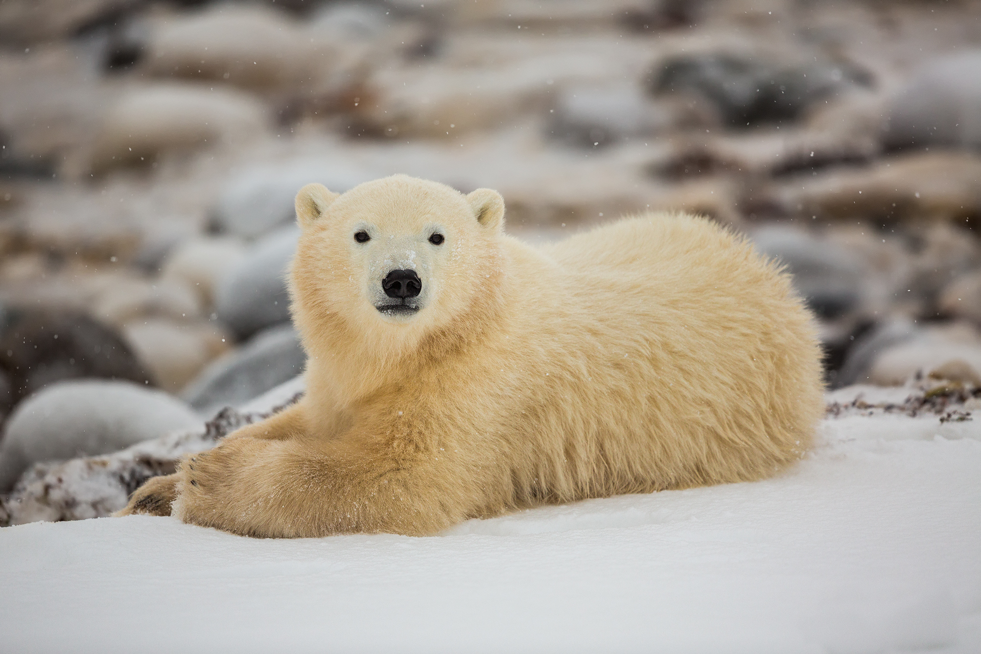 Andrei Duman Polar Bears Churchill, Canada 02