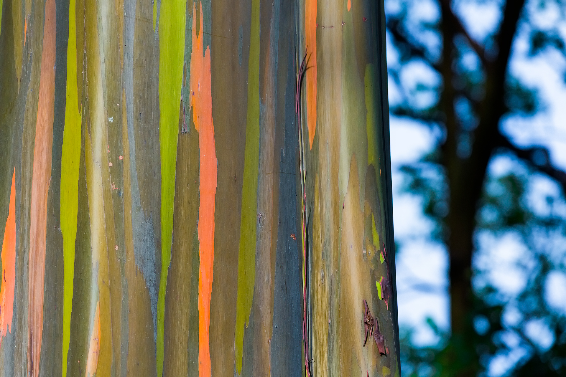 Andrei Duman Rainbow Tree Maui 01
