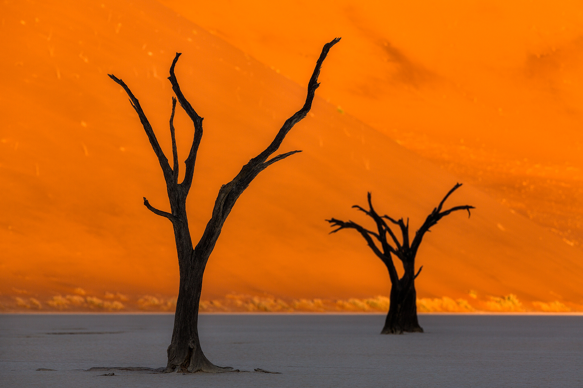 Andrei Duman Sossusvlei, Namibia Deadvlei Tree 05